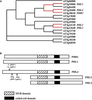 Functional Characterization of Arabidopsis PHL4 in Plant Response to Phosphate Starvation